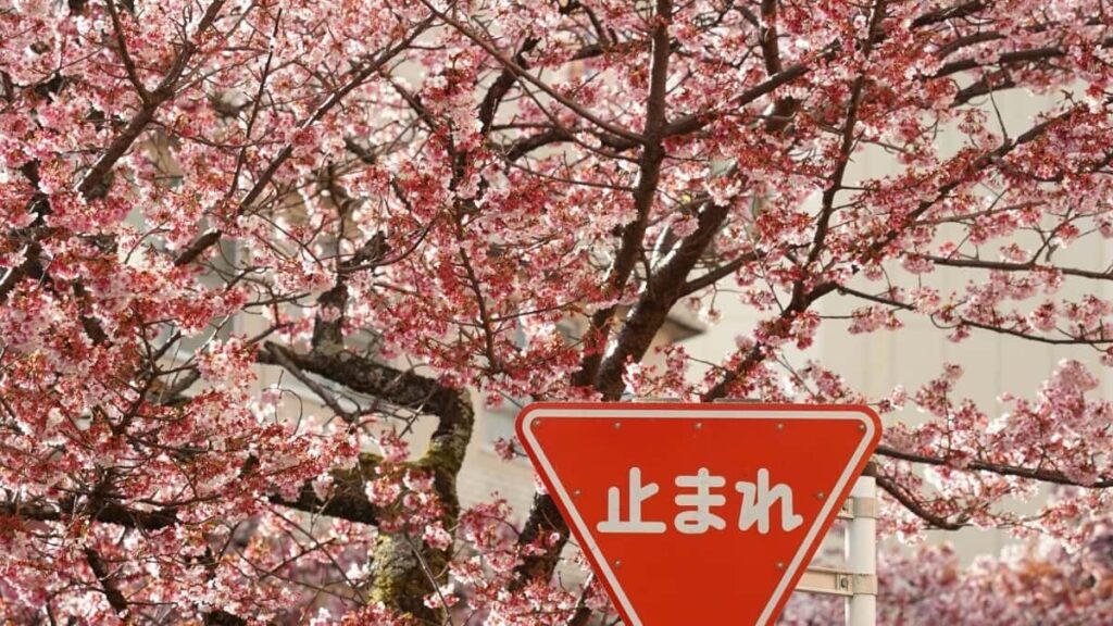 2025 Japan Snapchat polni cenik oglaševanja po kategorijah
