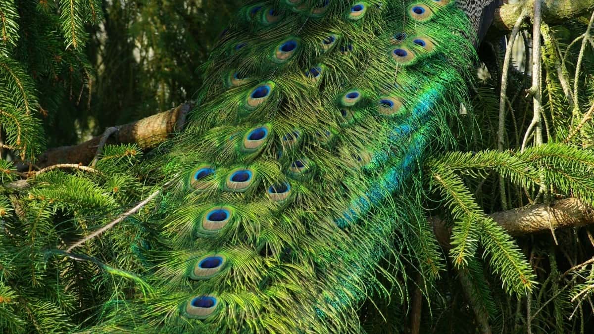 Ustvarjalci: kako prepričati bangladeške znamke na Hulu