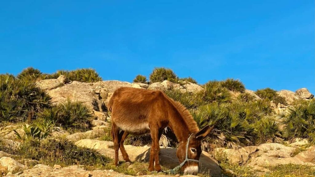 Konkretni koraki za slovenske kreatorje: kako najti, pristopiti in strukturirati sodelovanja s tanzanijskimi blagovnimi znamkami na Douyinu, z realnimi trendi in taktiko za 2025.