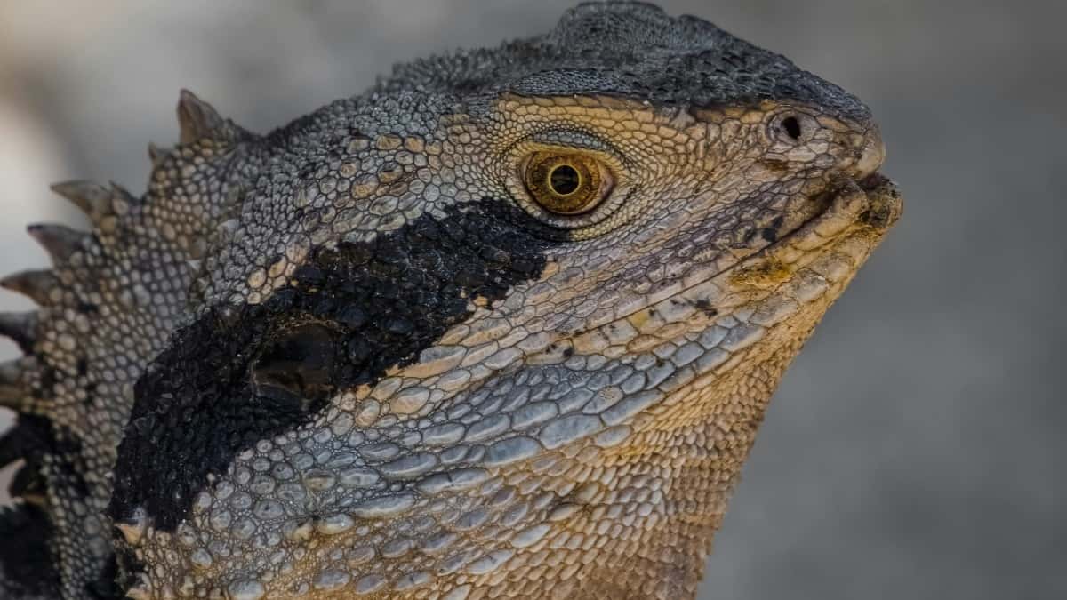 Oglaševalci: najti urugvajske Reddit ustvarjalce za večjo izpostavljenost