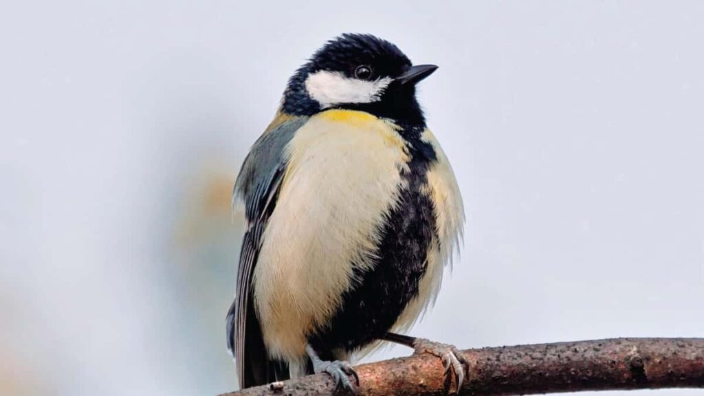 Prakticen vodic za slovenske ustvarjalce: kako pristopiti do laoskih znamk na Snapchat, zgraditi zaupanje sponzorjev in oblikovati lokalno relevantne kampanje.