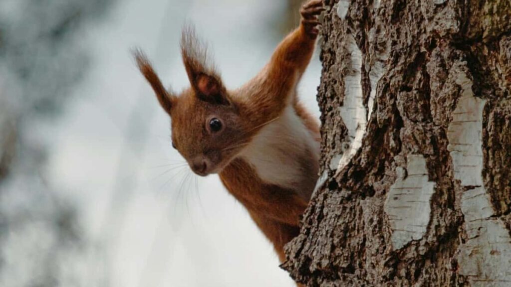 Koristen vodic za slovenske oglasevalce: kako odkriti in angazirati belgijske Snapchat kreatorje za ciljno pridobivanje uporabnikov SaaS preizkusov.