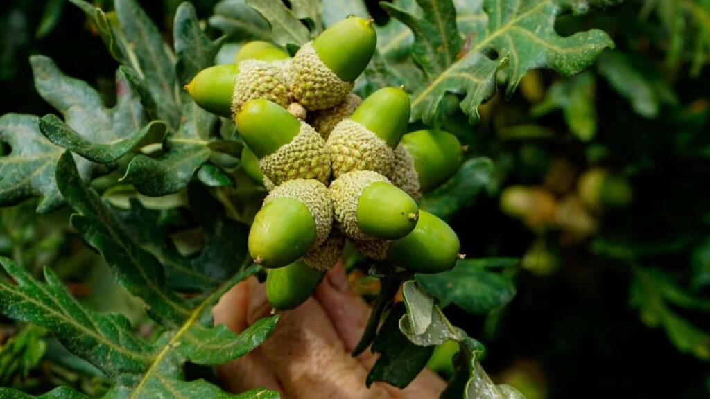 Praktcen vodnik za slovenske oglasevalce: kako identificirati, kontaktirati in optimizirati kampanje z brazilskimi HBO Max ustvarjalci za povecanje namestitev mobilne aplikacije.