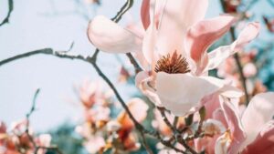 Konkretni koraki za slovenske oglasevalce: kje iskati belgijske Hulu ustvarjalce, kako izbrati UGC format za potovalno opremo in kako meriti vpliv kampanj lokalno in cezmejno.