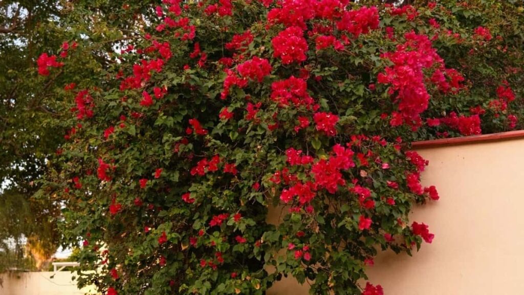 Prakticen vodnik za slovenske ustvarjalce: kako najti, kontaktirati in posneti unboxing ter testimonial vsebine za ceske znamke preko ShareChat.