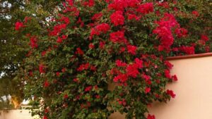 Prakticen vodnik za slovenske ustvarjalce: kako najti, kontaktirati in posneti unboxing ter testimonial vsebine za ceske znamke preko ShareChat.