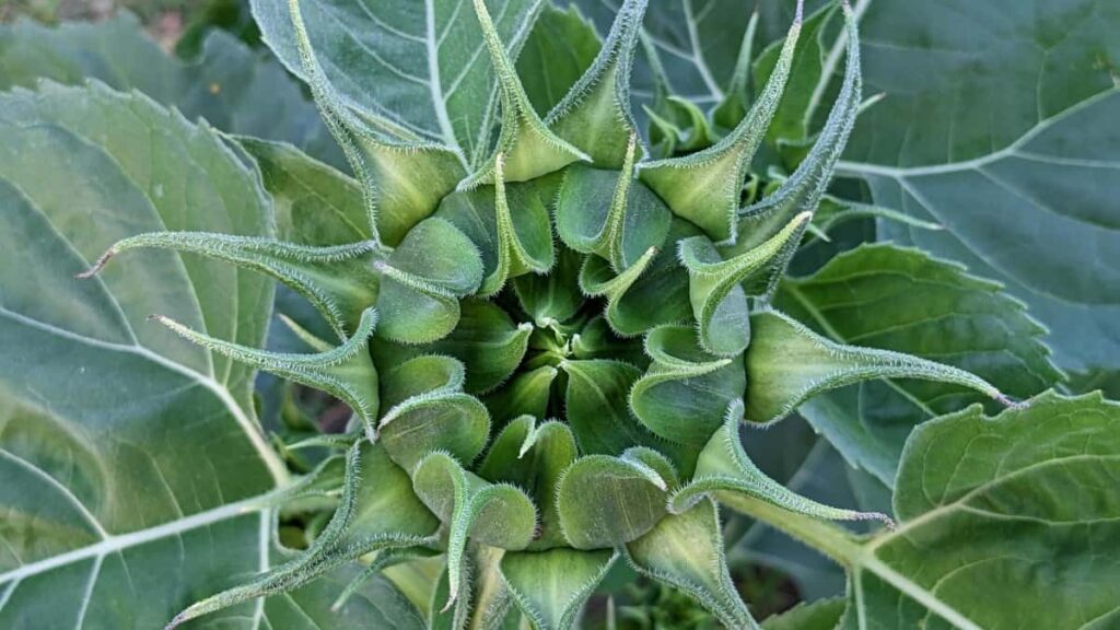 Praktcen vodic za slovenske kreatorje: kako na LinkedIn pristopiti do newzealandskih znamk, ponuditi branded tutoriale in skleniti sodelovanja.