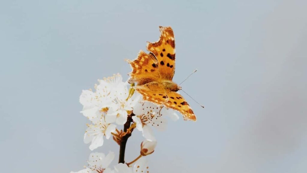 Konkretni koraki za slovenske oglasevalce: kako najti in aktivirati mongolske Amazon ustvarjalce za ustvarjanje vodjenih fitness izzivov.