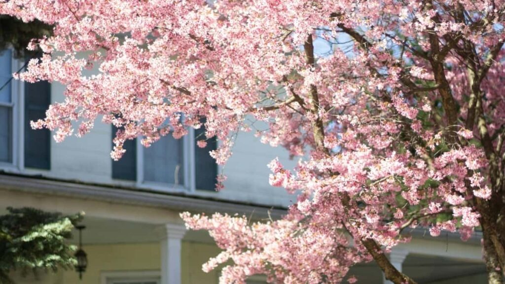 Konkretni koraki za slovenske kreatorje: kako najti urugvajske znamke na Shopee, vzpostaviti kontakt in pridobiti UGC priloznosti z lokalnim uvidom in prakticnimi taktikami.