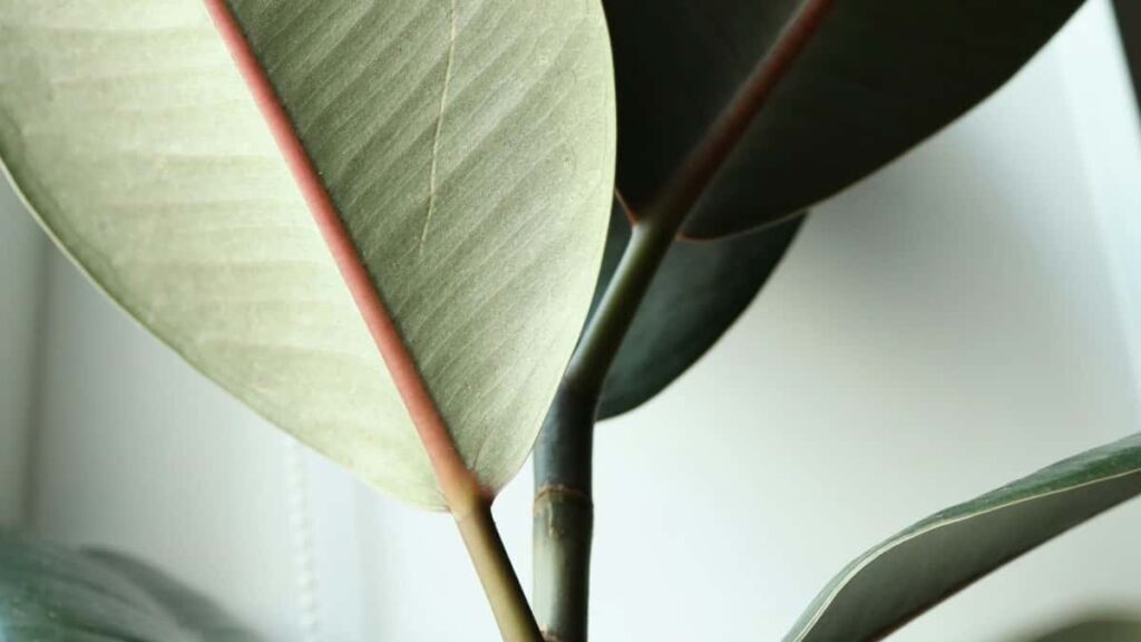 Prakticen vodic za slovenske ustvarjalce: kako pristopiti do srbski znamk na platformi Moj, deliti lokalne skrite bisere in zgraditi sodelovanja.