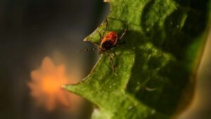 Konkretni koraki za slovenske ustvarjalce: kako kontaktirati libanonske znamke, razumeti njihovo medijsko prisotnost (beIN SPORTS) in zgraditi kampanjo za sponzorirane igre na Hulu.